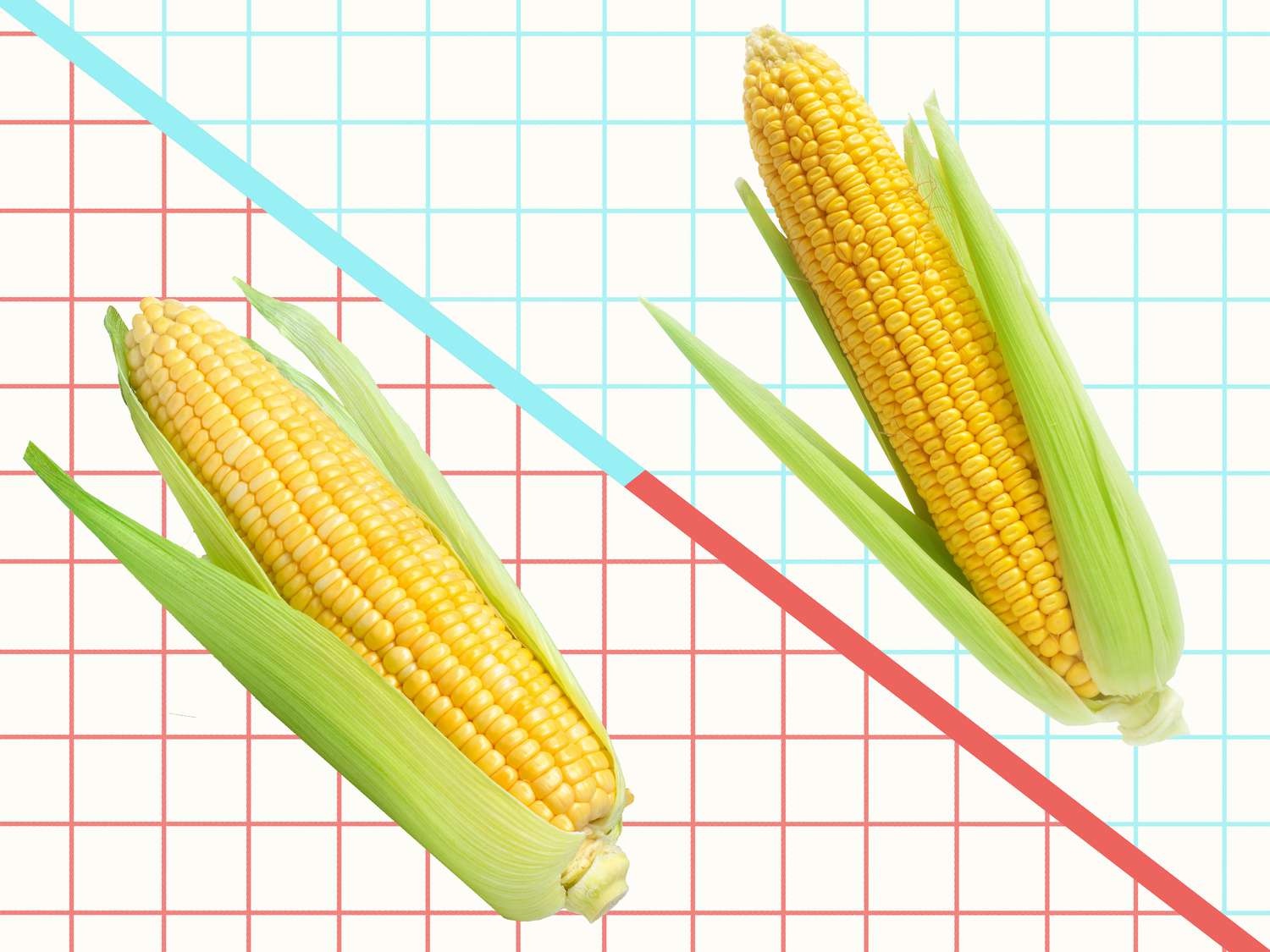 Graphic of sweet corn and field corn