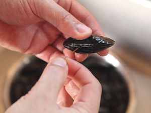 A mussel being opened by hand.