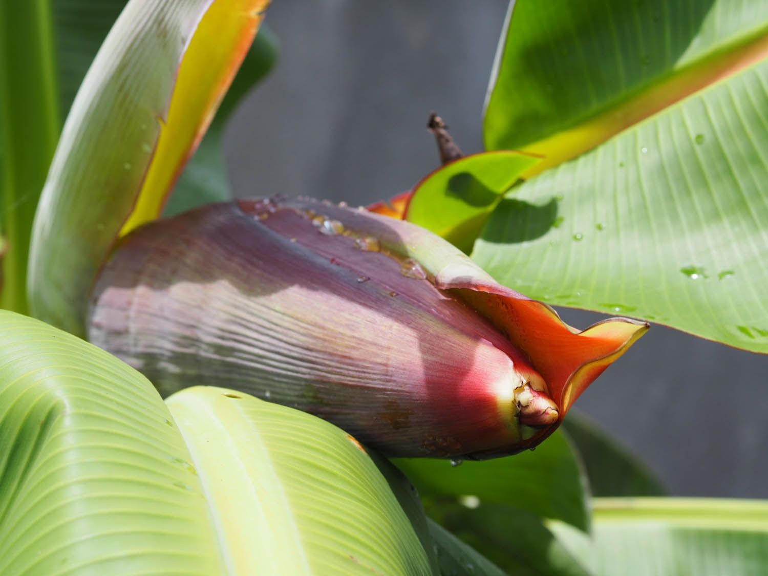 A banana blossom growing in Florida.