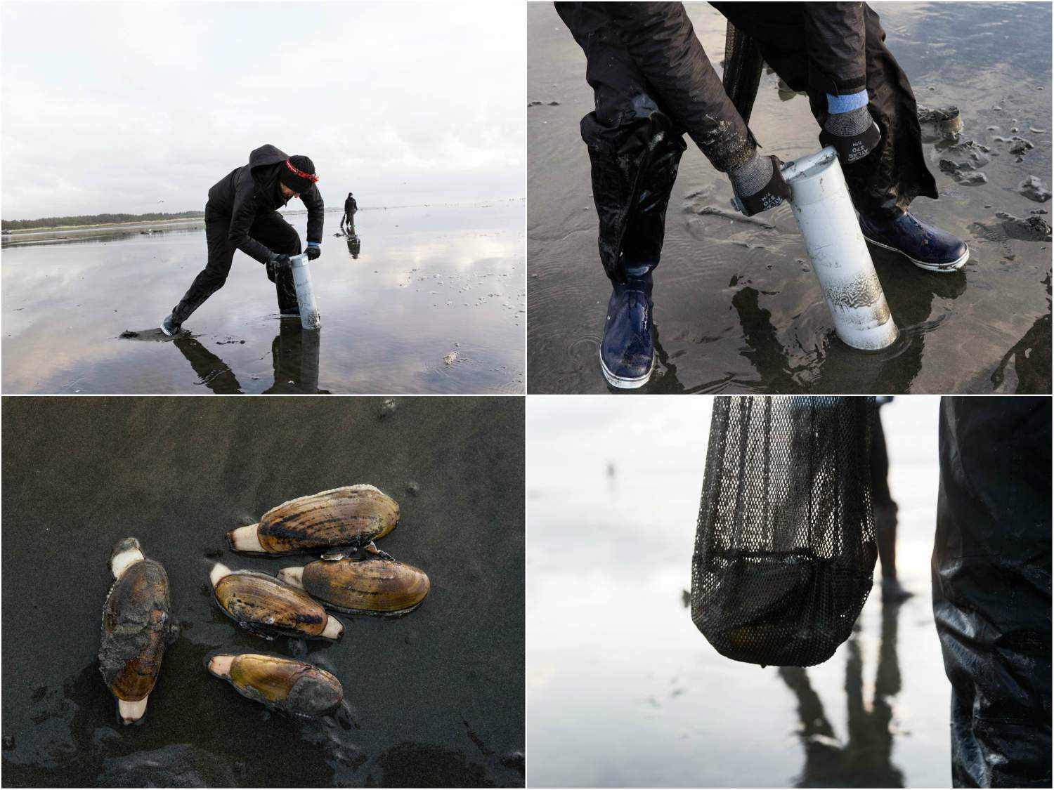 Collage of process of gathering razor clams: a razor clammer digging into the sand with a clam gun, close-up of clam gun in sand, five razor clams resting on sand, mesh bag holding razor clams.