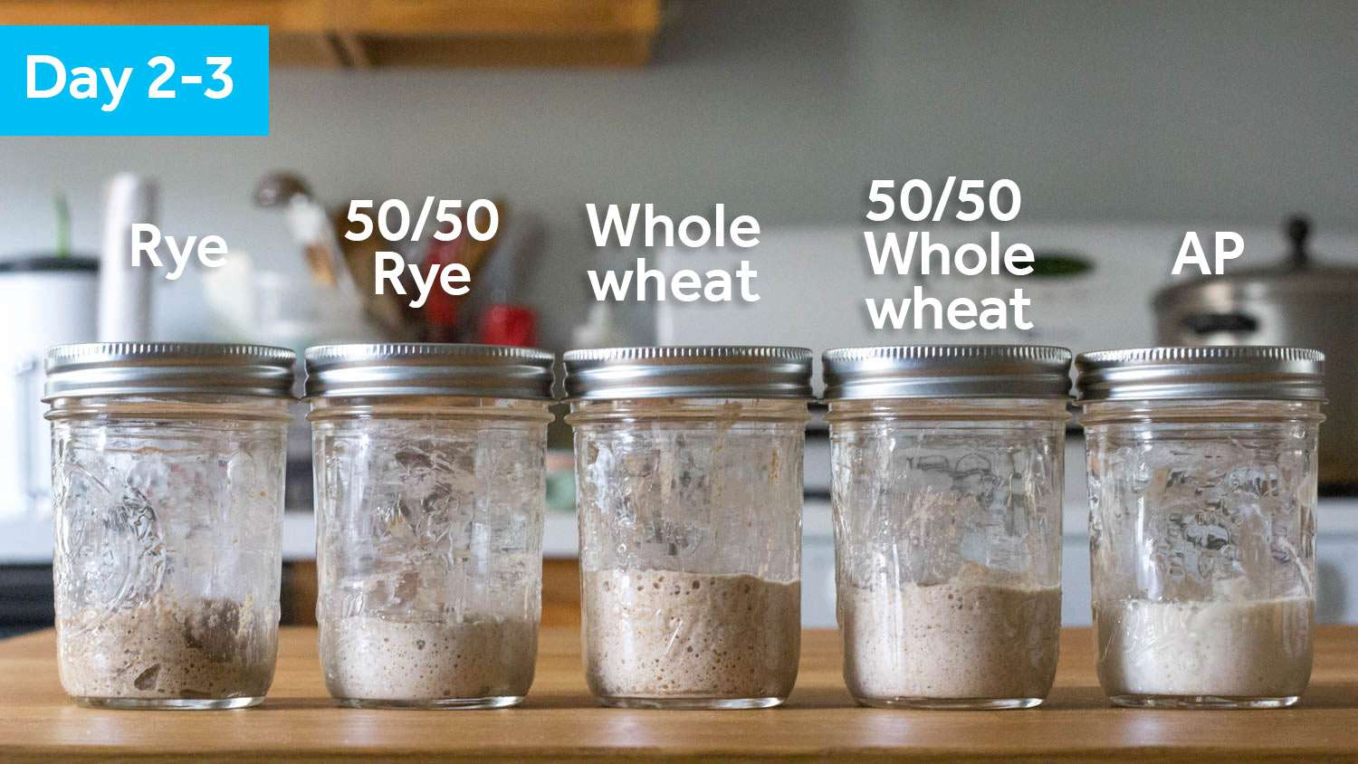 Five sourdough starter samples on Day 2, showing some swelling.