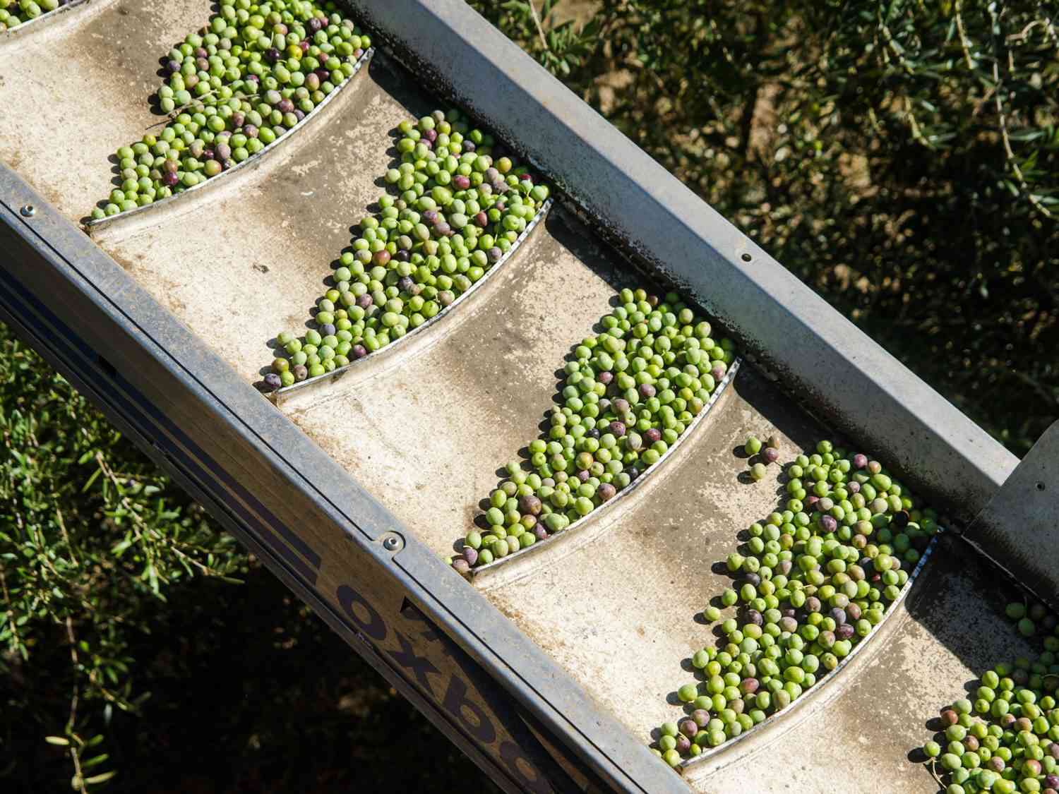 Olives on a harvester conveyor belt
