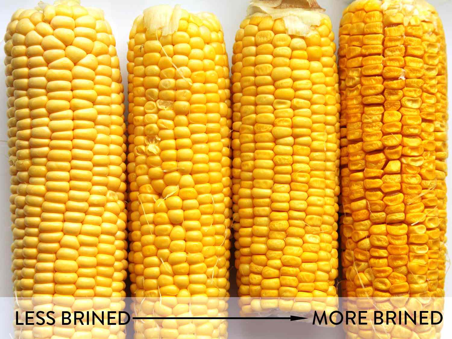 Corns on the cob lined up left to right, ranging from less brine to more brined, showing ears plump to shriveled.