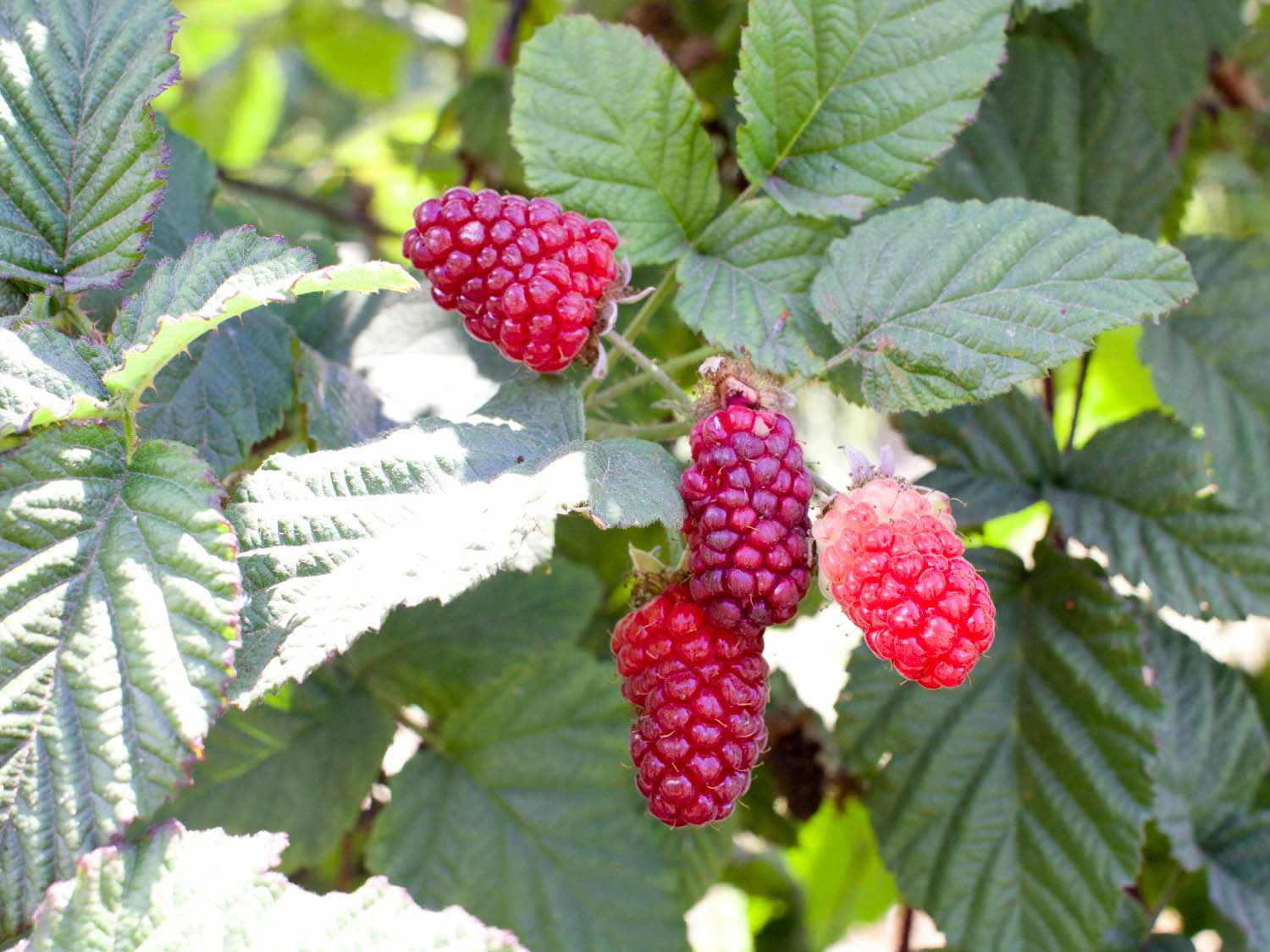 Purple and pink tayberries on the bush