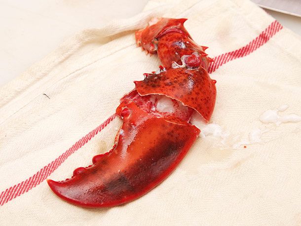 A cracked lobster claw on a dish towel