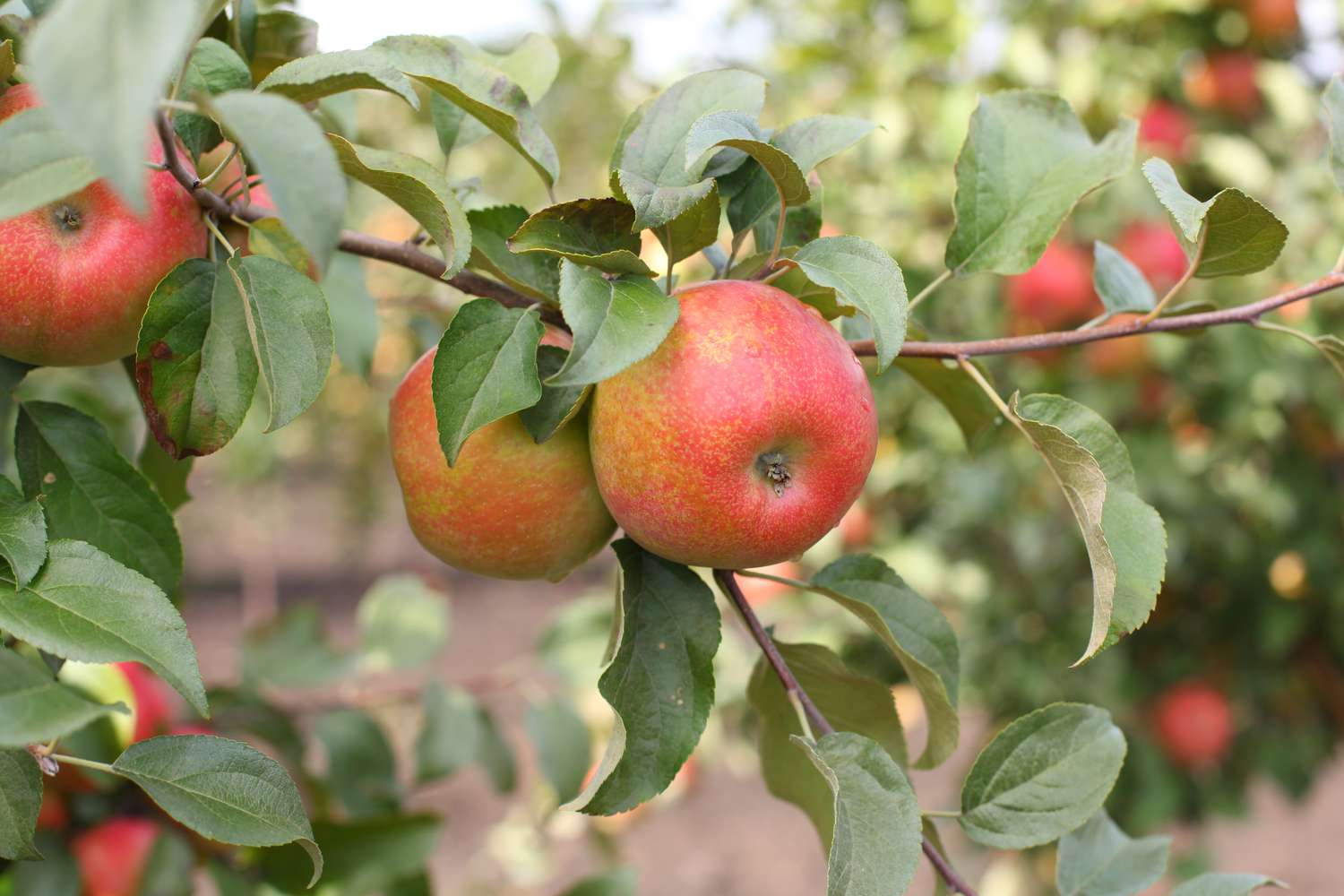 Honeycrisp apples on the branch