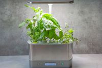 an aerograden with herbs in it