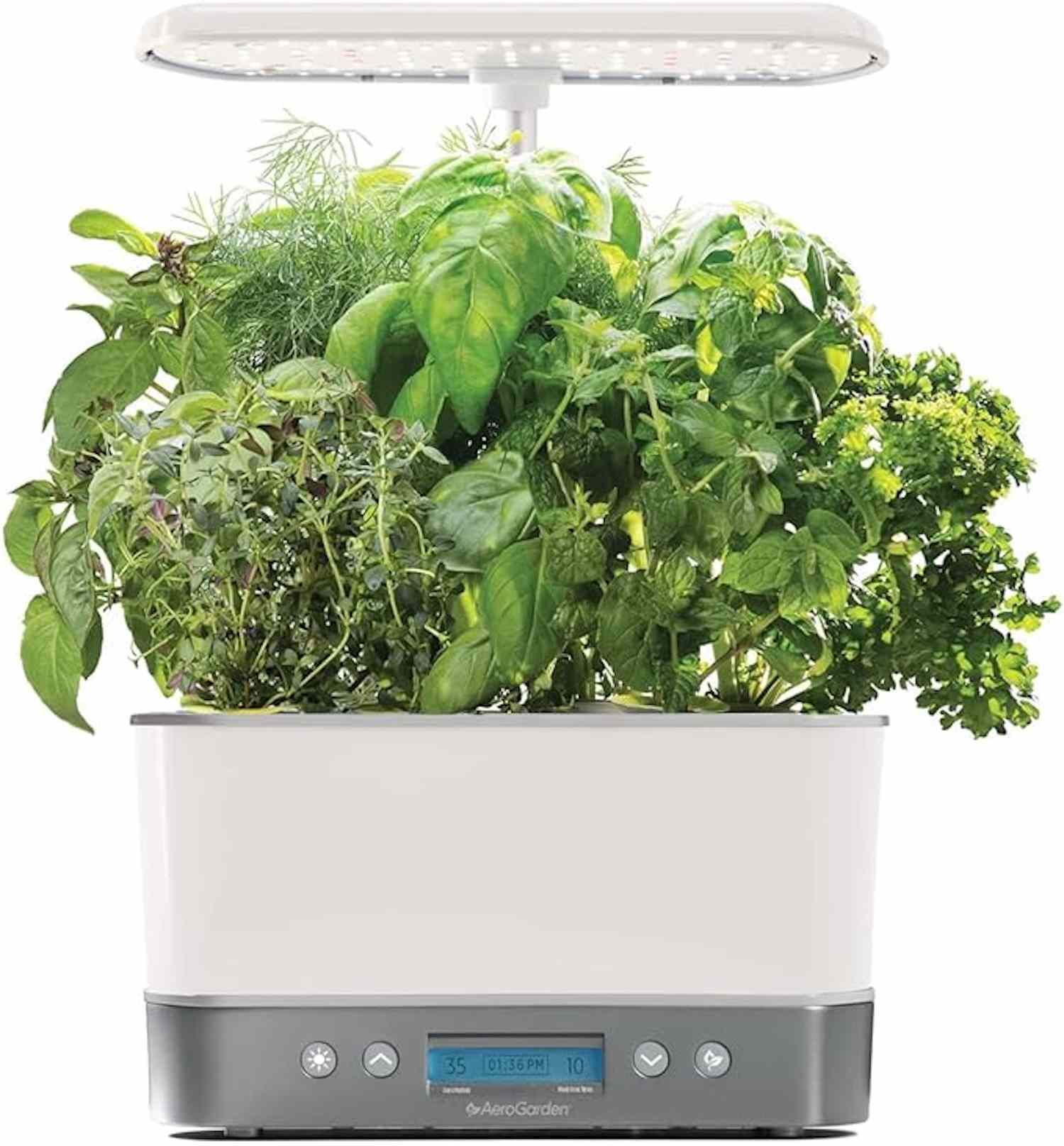 An AeroGarden Harvest Elite indoor garden with herbs growing under an LED light