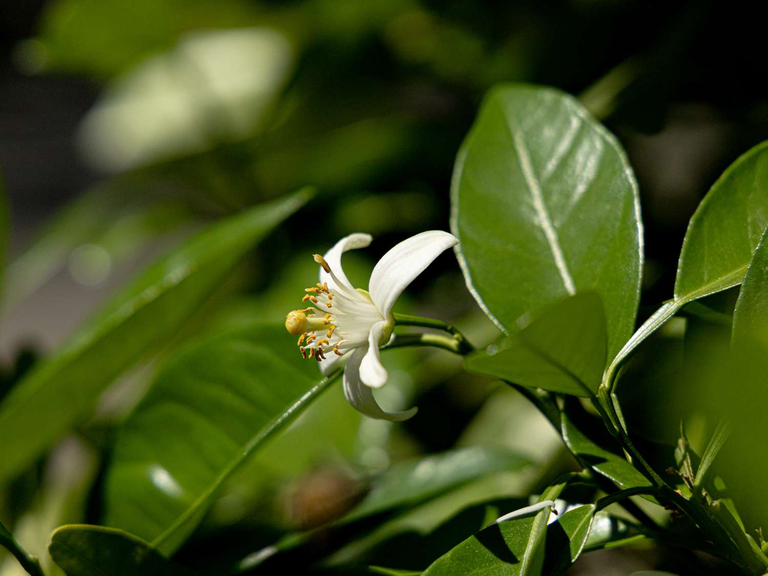 View of the tree in Nader's backyard
