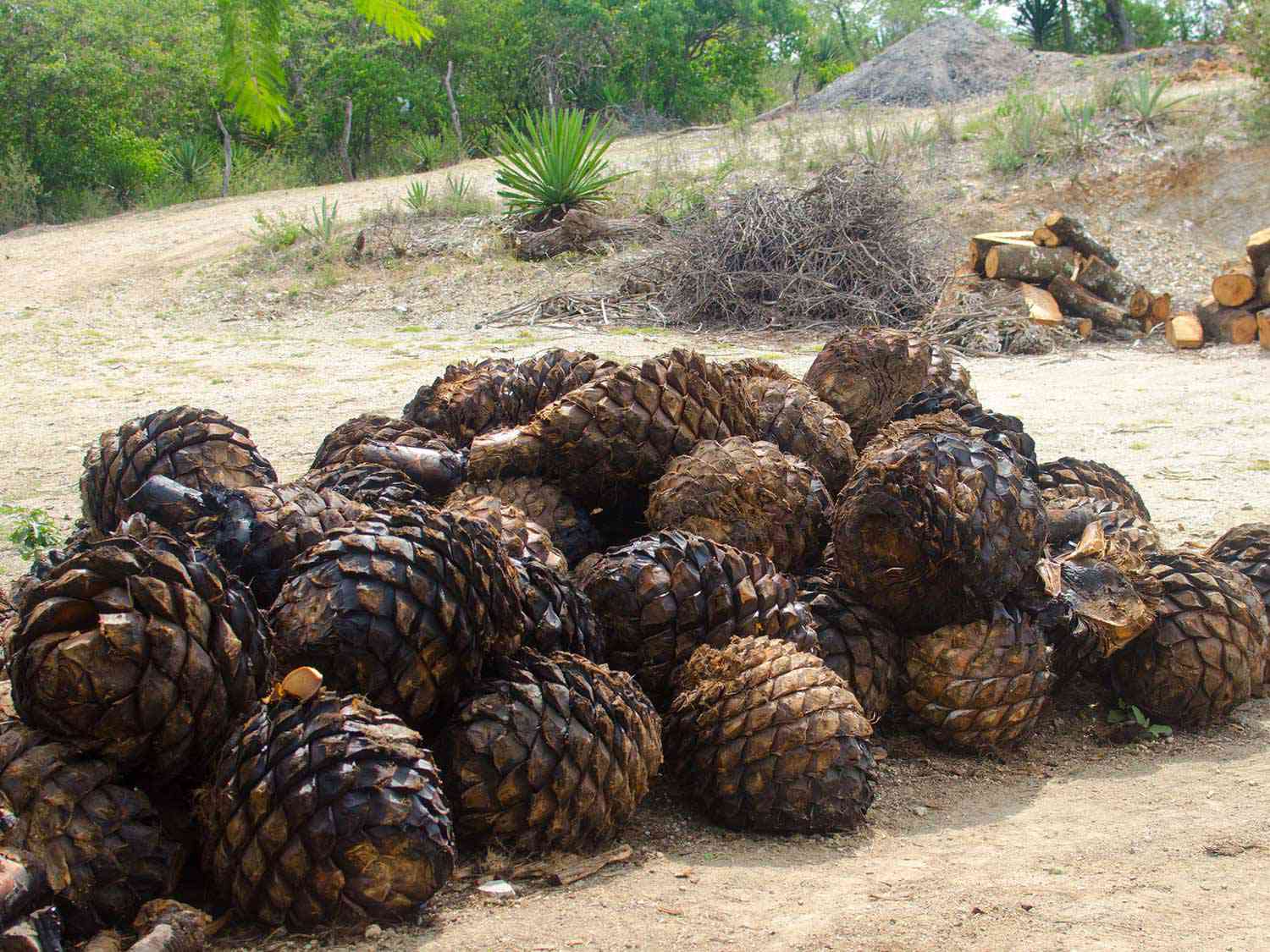 20180611-roasted-agave-max-falkowitz