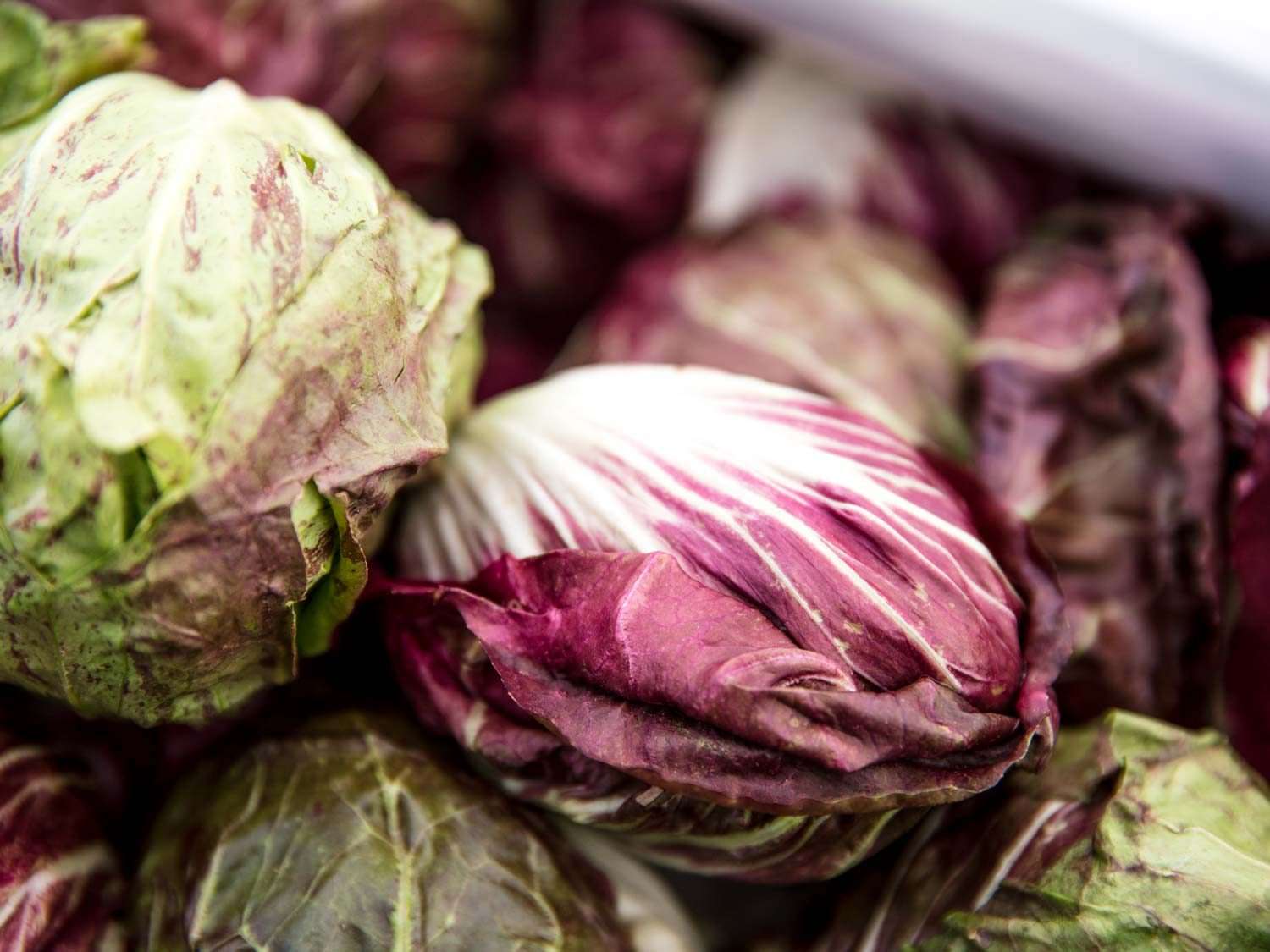 Heads of radicchio and other lettuces for sale at Willow Wisp Organic Farm farmers market stand