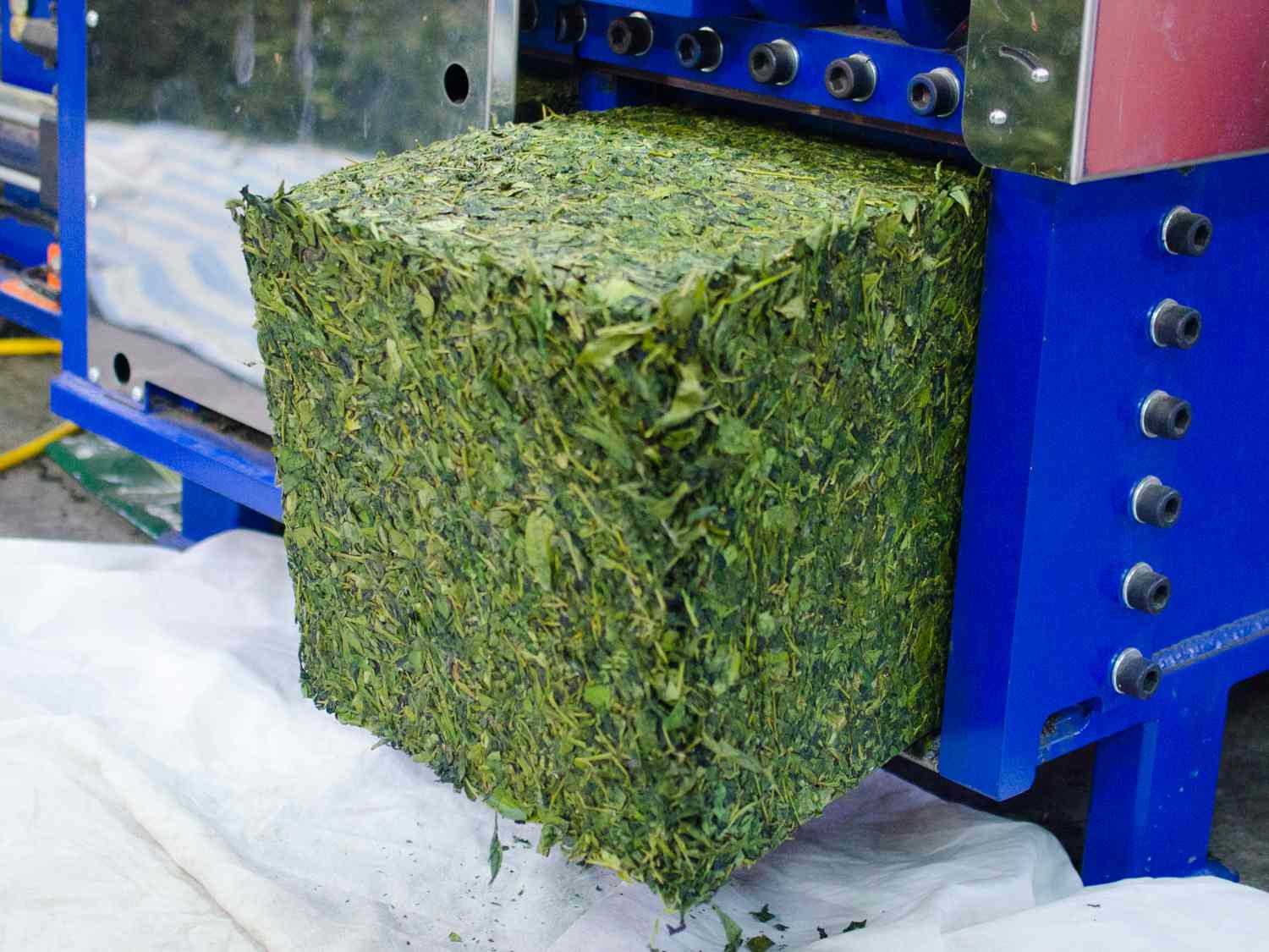 A block of compressed oolong tea leaves coming out of a machine
