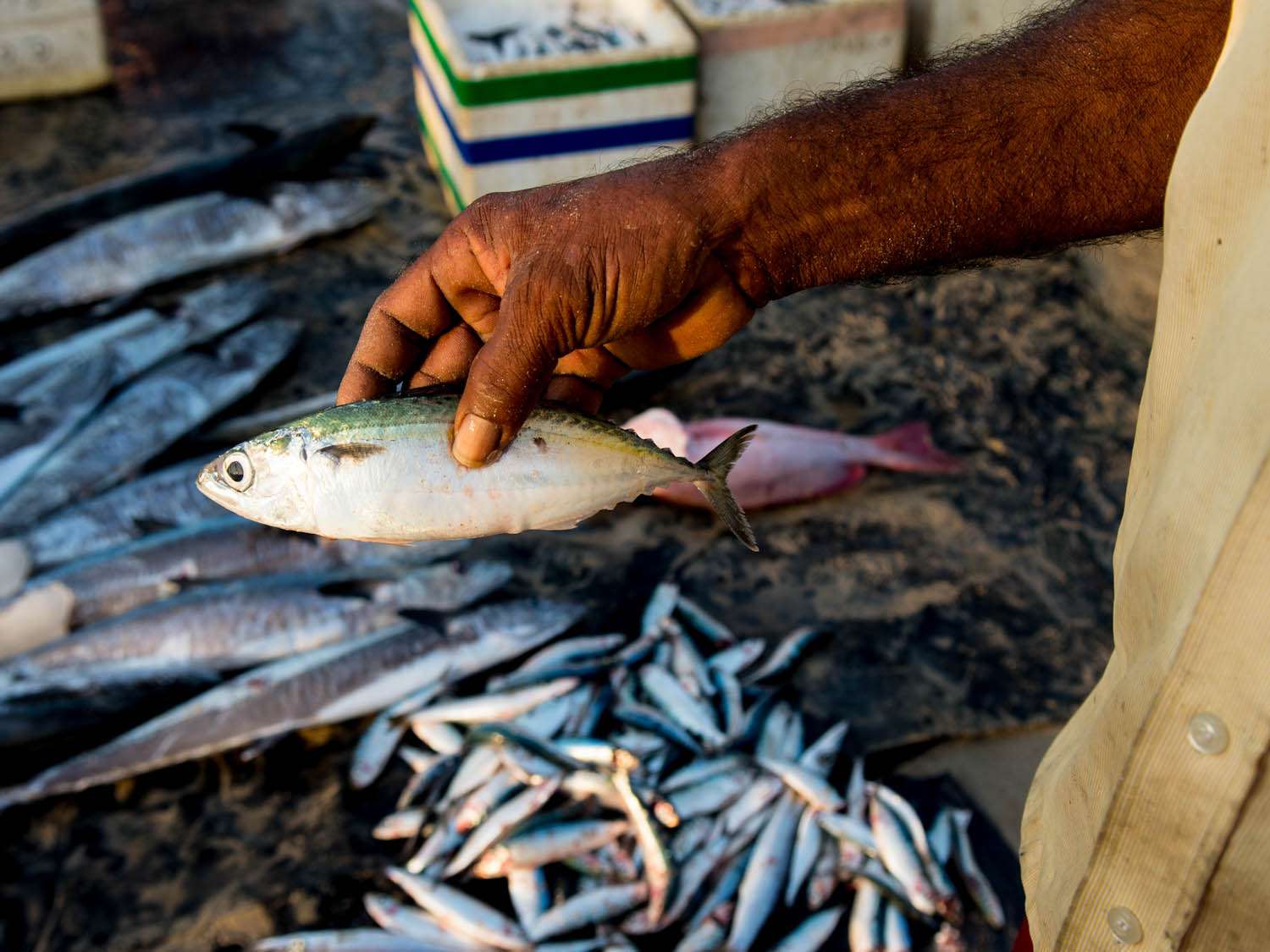 20140802-sri-lankan-food-fish-sri-lanka-naomi-tomky.jpg