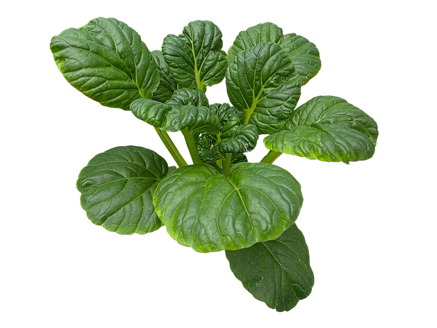 Tatsoi