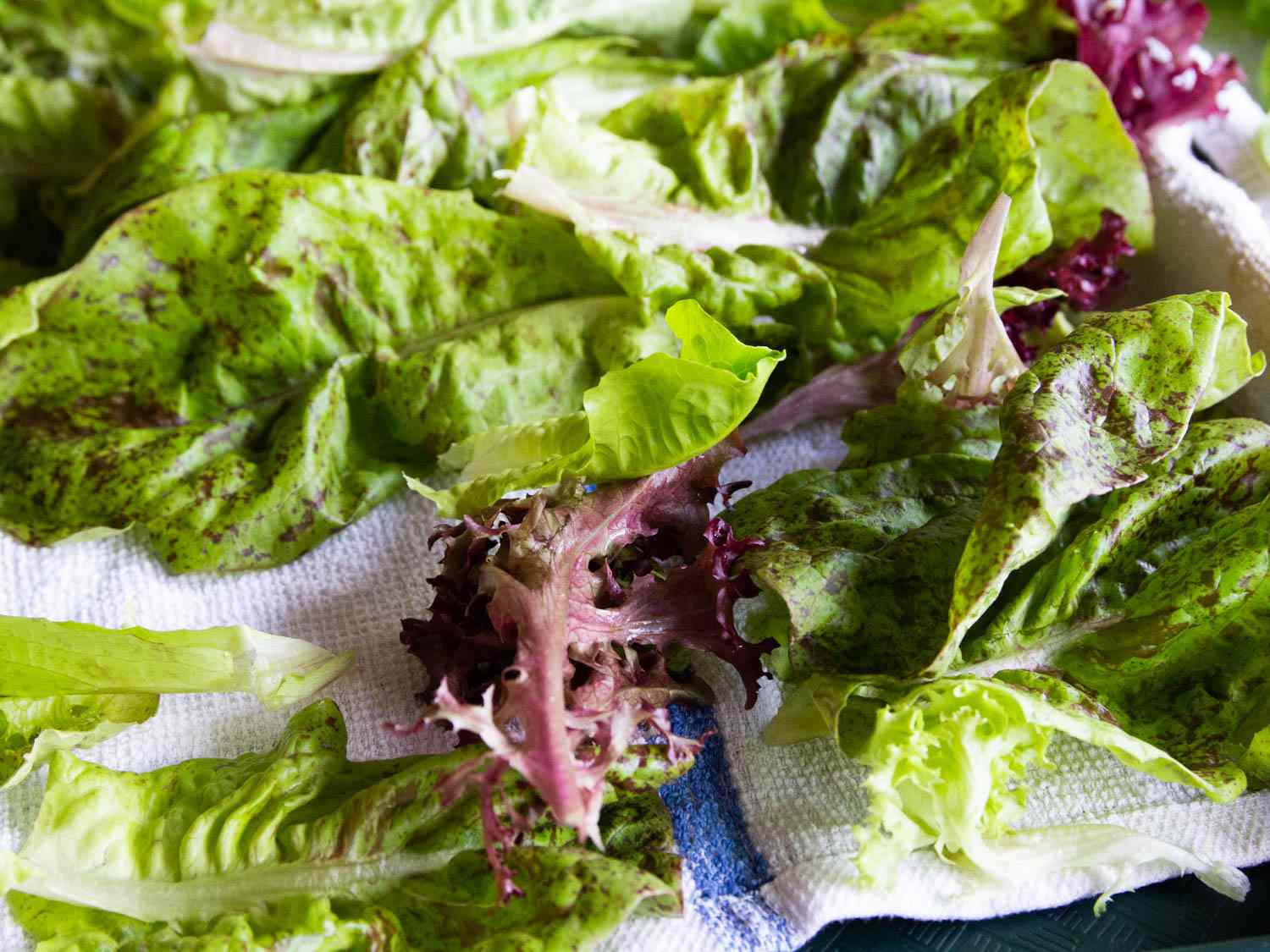 Closeup of lettuces drying on a tray with a kitchen towel.