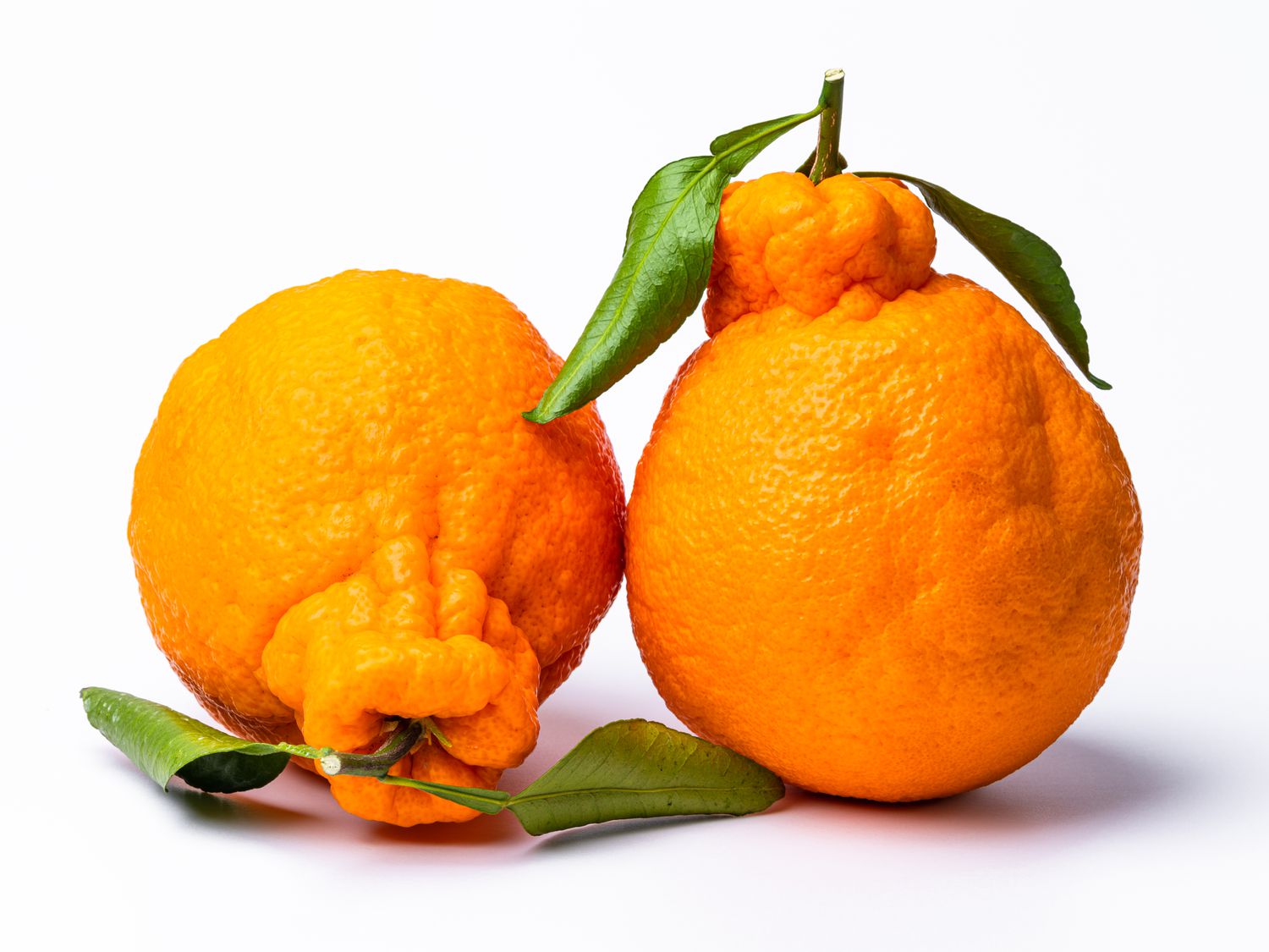 Sumo Orange