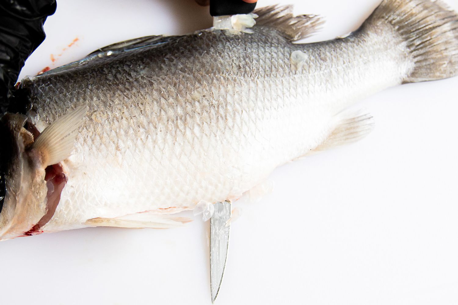 A person using the Victorinox Fillet Knife to slice a fish
