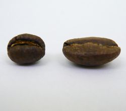 A peaberry next to a normal "flat" bean on a white surface .