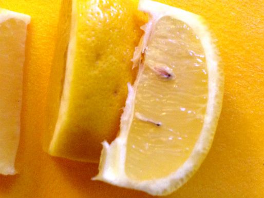 A close up of lemon seeds in a lemon wedge.
