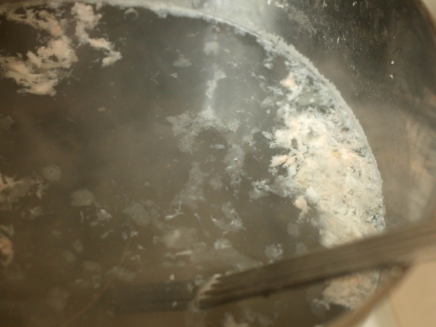 Cloudy, murky scum on the surface of lobster's boiling water. 