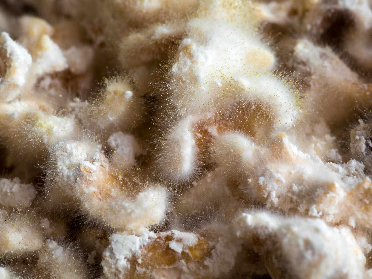 Shoji made with popcorn.