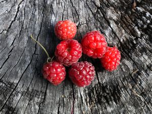 Red loganberries on a weathered tree stump