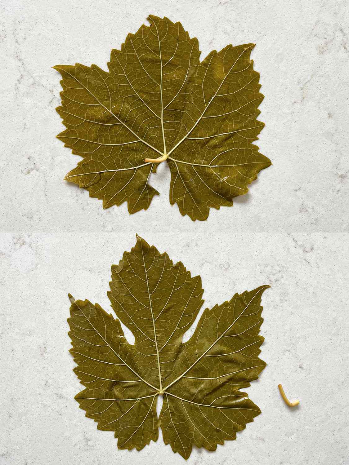 Two Image Collage. Top: Grape leaf face down on table with stem sticking up. Bottom: Stem removed from left and placed to the right of it