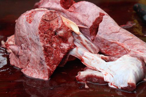 Uncooked lungs of a pig.