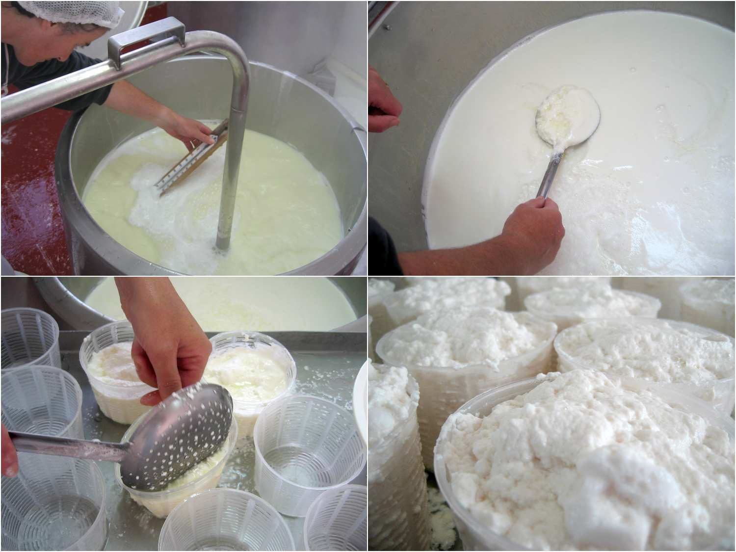 Four image collage of the process of making real ricotta with sheep's-milk whey: heating the whey, straining it with a slotted spoon, transferring it to large containers. 