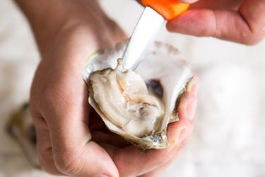 A hand holds a shucked oyster while an oyster knife blade slips under the meat to free it from the adductor muscle.