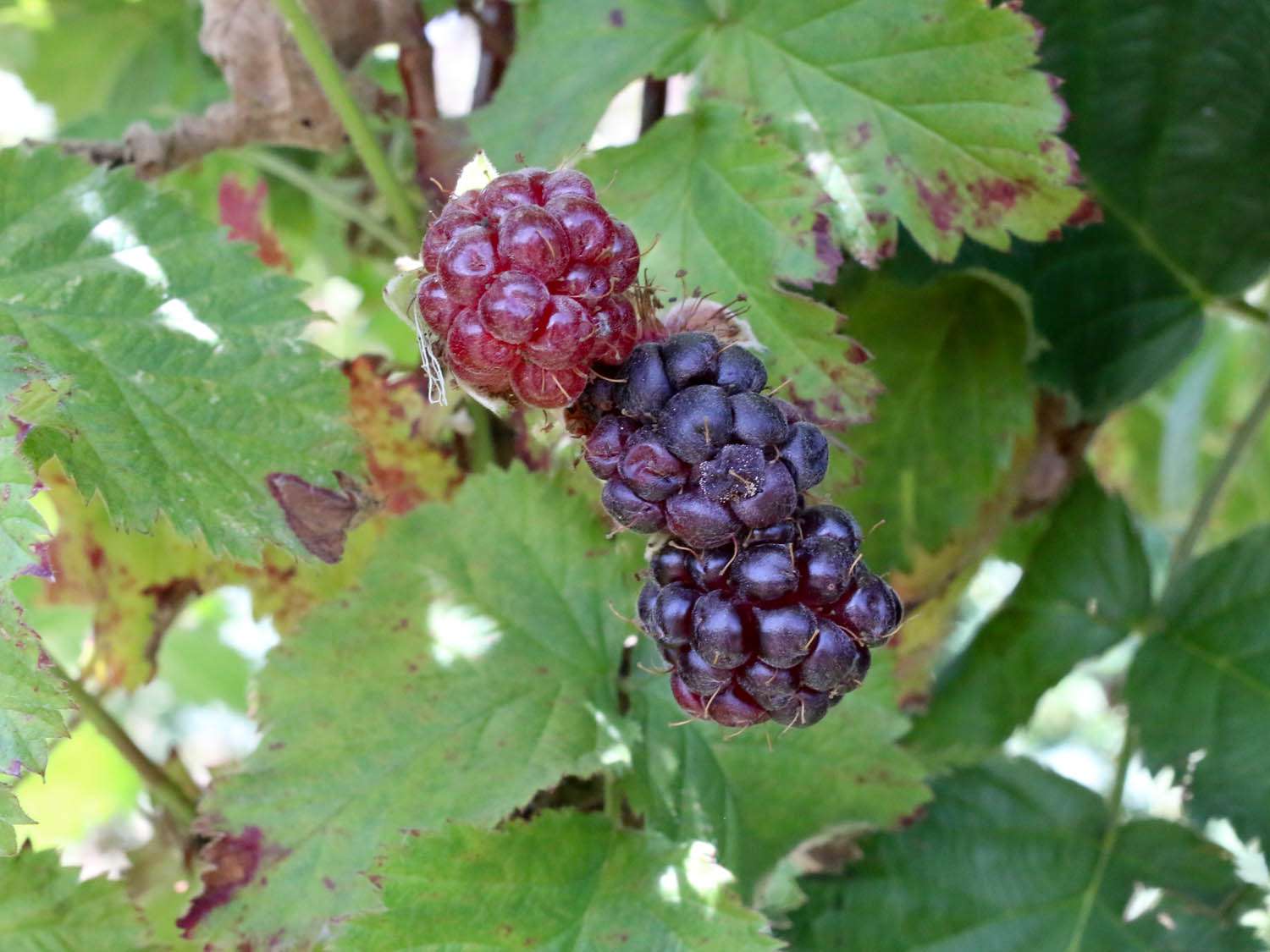 Ripe purple boysenberries on the bush. 