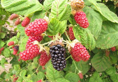 Closeup of a cluster of marionberries ripening on the vine. 