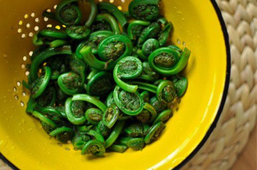 Overhead view of rinsed fiddlehead ferns in a yellow colander.