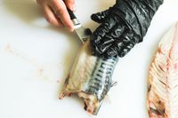 A person using the Shun Classic 6" Boning & Fillet Knife to slice a fish