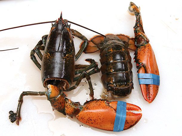 Dispatched lobster in parts (carapace, tail, two claws), ready for cooking