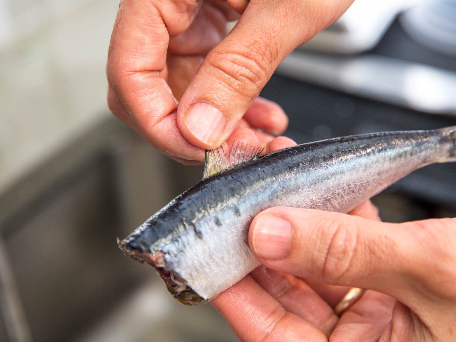 Using hands to pull off the dorsal fin of a fresh sardine.