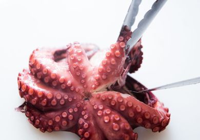 An octopus being prepared for cooking. 