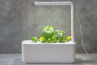 herbs starting to grow in the click and grow herb garden