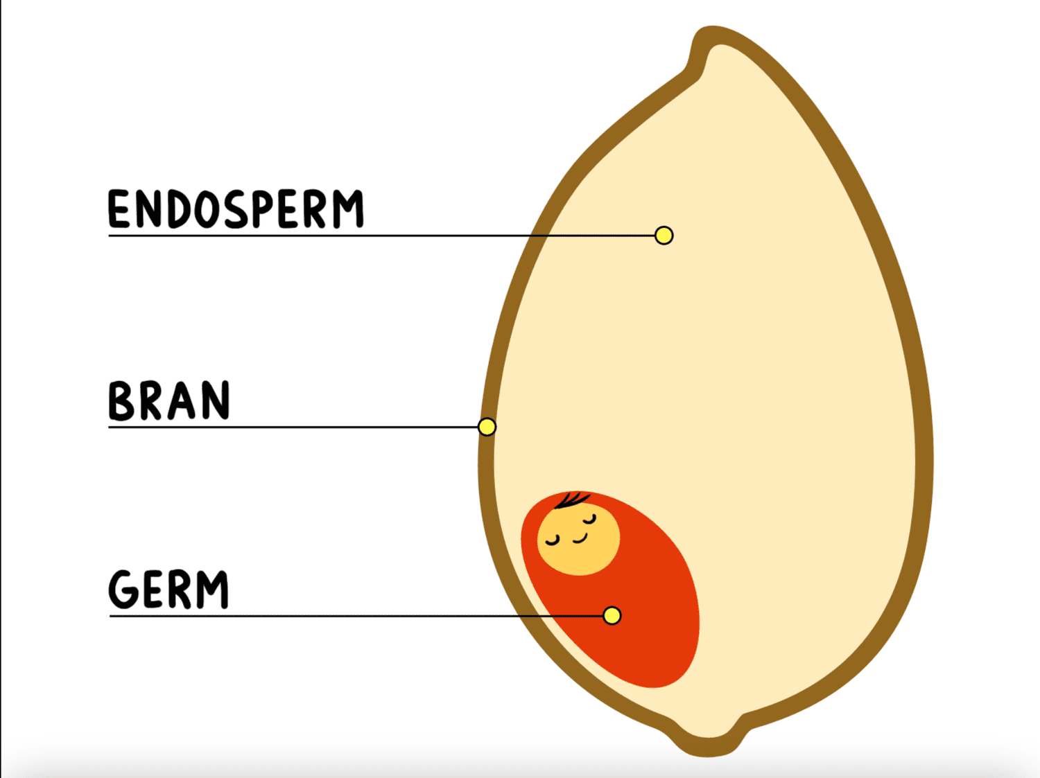 Cartoon grain diagram with germ depicted as baby.