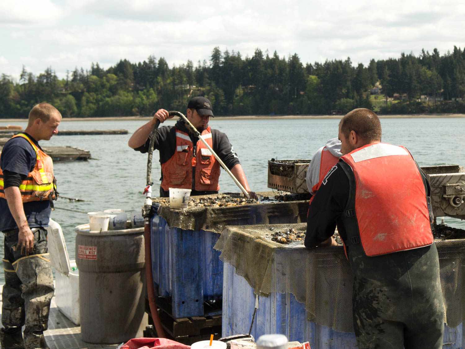 05062105-tomky-geoduck-sorting-on-raft.jpg