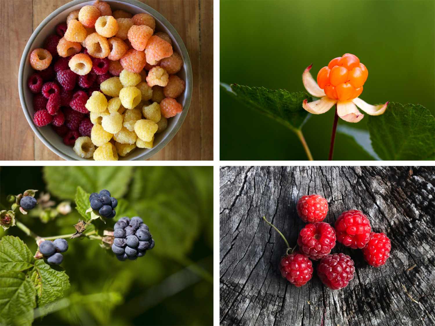 Collage of 4 kinds of lesser-known berries. 