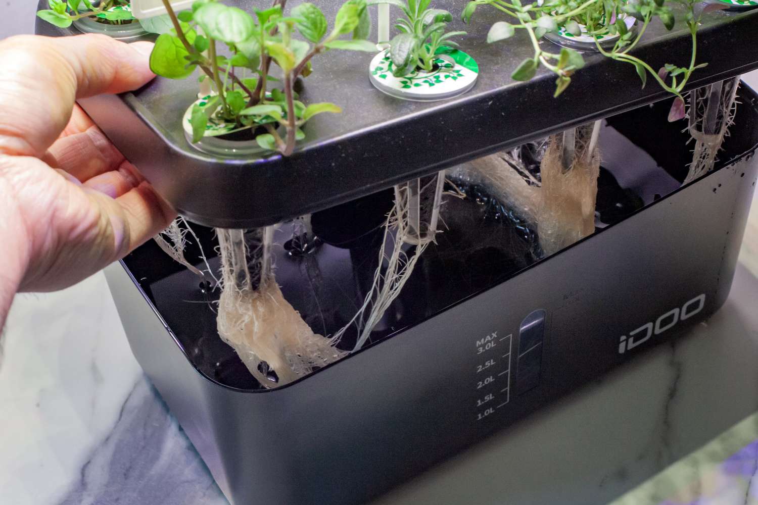 A person lifting up the top of an indoor herb garden with various herbs in it.