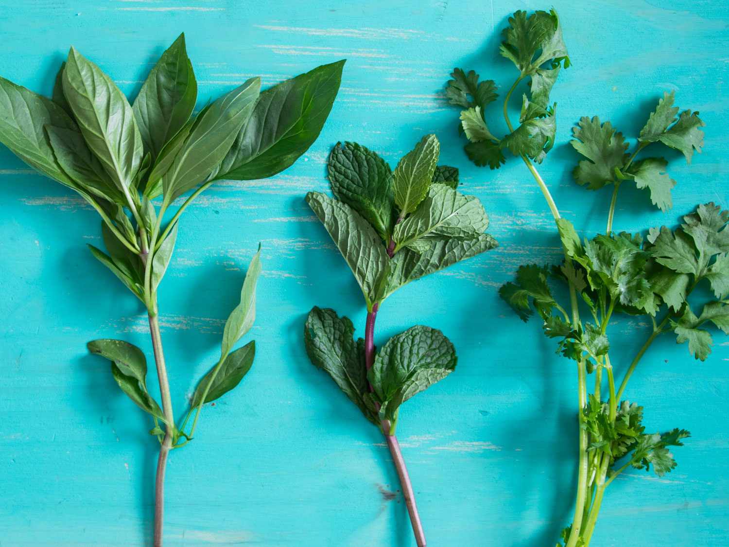 A variety of fresh herbs on a blue background