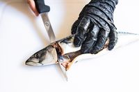 A person using the Victorinox Fillet Knife to slice a fish