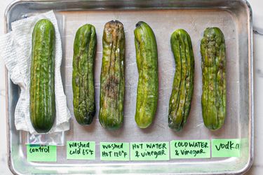 Comparison of six cucumbers showing different storage treatments labeled as control washed cold washed hot hot with vinegar cold with vinegar and vodka