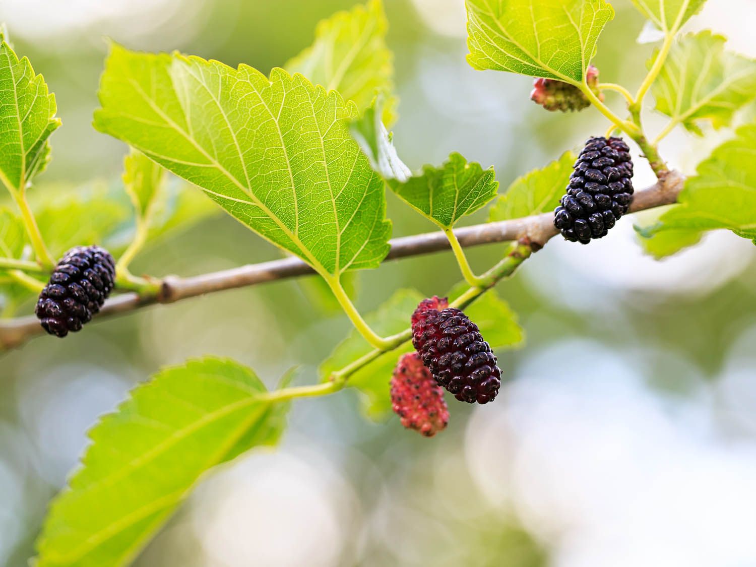 Dark purple mulberries on the bush