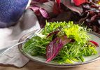 A plate with a mixed greens salad fork placed beside red leaves and herbs visible
