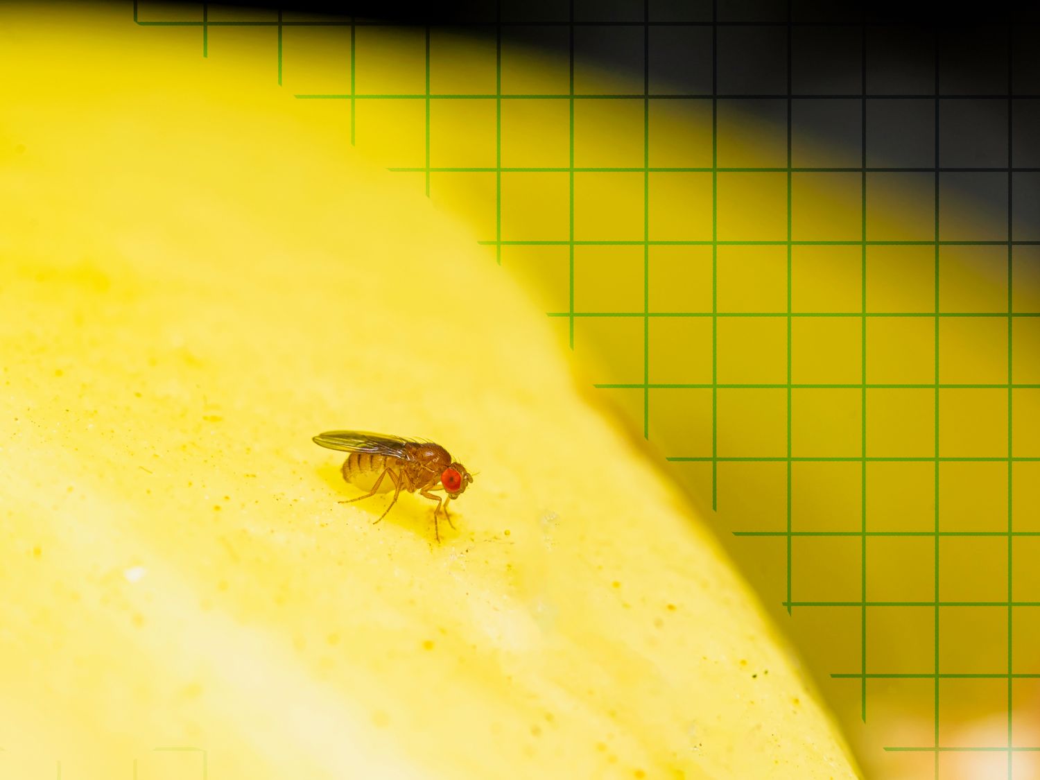 A small fruit fly on a yellow background with a green grid pattern