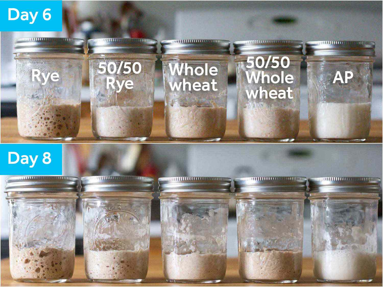 Comparative photos of samples on Days 6 and 8