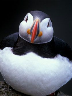 20120415-puffin.jpg